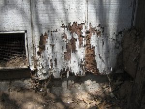 Does Your House Have Termites Find Out by Using These Tips
