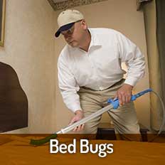 Bed Bug Removal Tampa