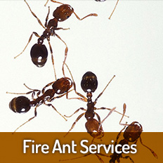 Fire-Ant-Services
