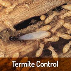 Termite Control Tampa