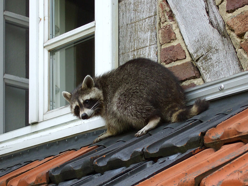 Raccoon Prevention – How to Keep Raccoons Away