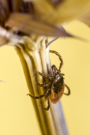  Ticks: A Royal Pain To Pest Control 