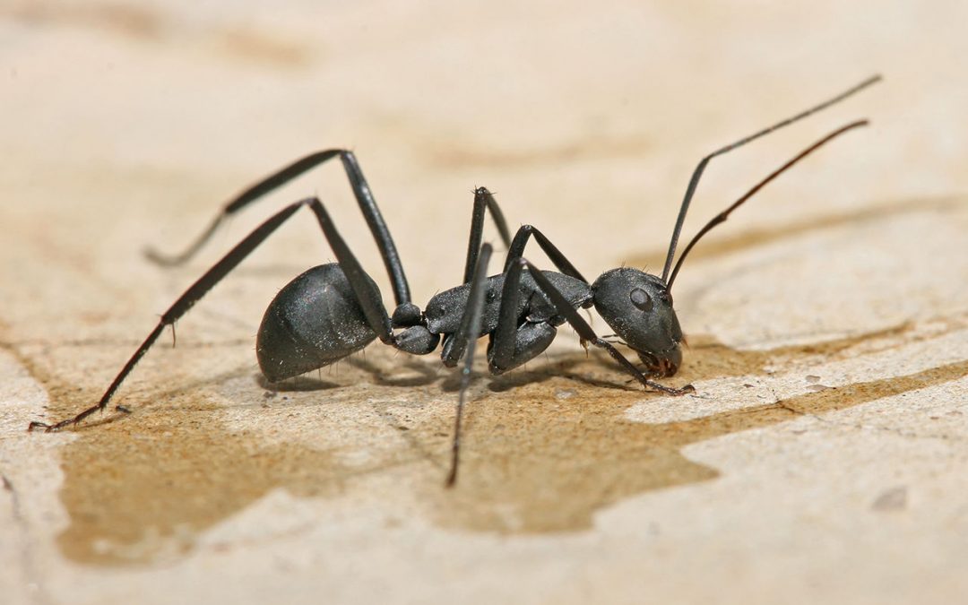 Getting The Low Down On Carpenter Ant Control