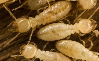 Identifying and Treating a Subterranean Termite Infestation
