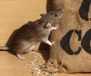 Pest Control: Getting Rid of Those Pesky Rodents