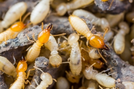 4 Things to Know and Do to Keep Termites Out