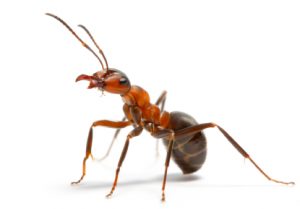 Tampa Fire Ant Control