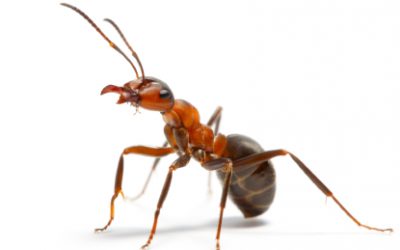 Pesky Pests That Can Damage Your Home, Part 2